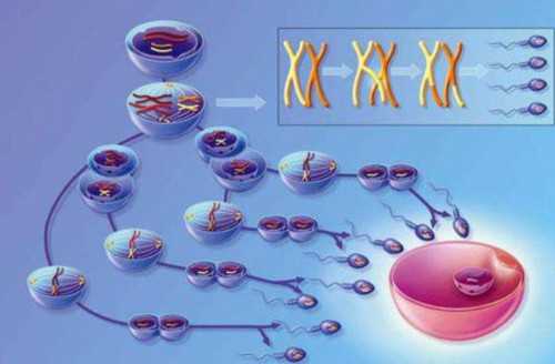 无卵供卵代生~日本试管婴儿手术费用多少钱？