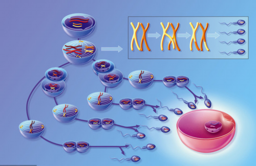 浙江嘉兴辅助生殖：无子宫女性的供卵试管助孕及费用指南