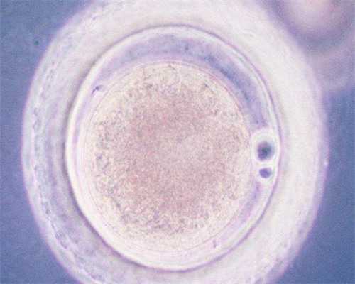 (a)代孕公司哪家便宜,2026石家庄供卵试管费用流程表，附单周期收费明细参考