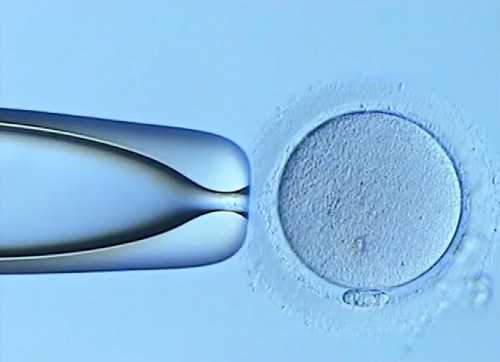 福建妇幼保健院供卵试管：服务现状、等待时间与申请条件深度解析