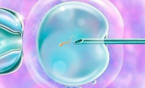 石家庄供卵试管费用与助孕方案解析，助力生育之旅