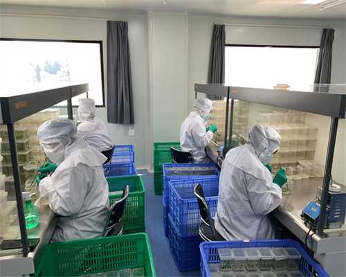 试管婴儿性别选择：精子质量如何影响三代试管助孕成功率？