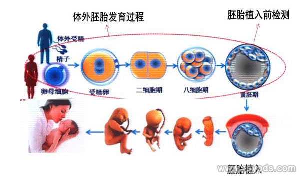 寿宁县40岁供卵试管婴儿的成功率_寿宁县42岁供卵试管成功率是多少_河北生殖妇
