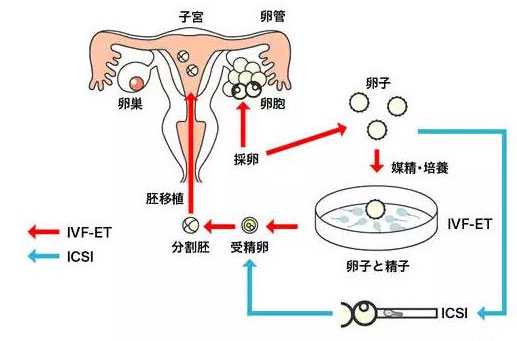 获嘉县47岁供精供卵_中国首个试管婴儿和正常人一样吗？