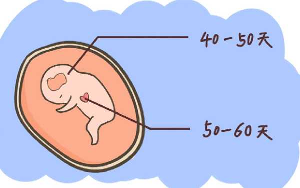 好孕国际是正规公司吗_试管婴儿囊胚等级怎么区分，评判标准有哪些